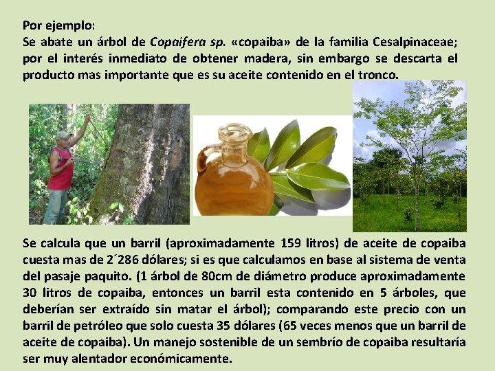 Por ejemplo: Se abate un árbol de Copaifera sp. «copaiba» de la familia Cesalpinaceae;