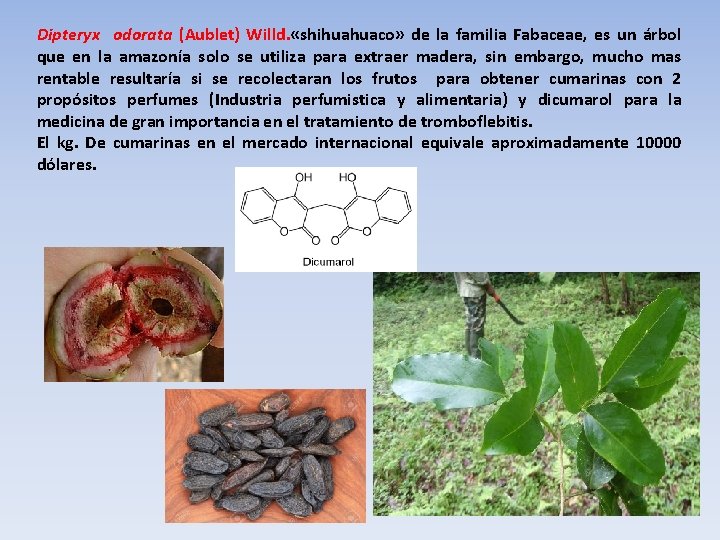 Dipteryx odorata (Aublet) Willd. «shihuahuaco» de la familia Fabaceae, es un árbol que en