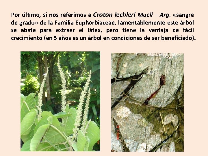 Por último, si nos referimos a Croton lechleri Muell – Arg. «sangre de grado»