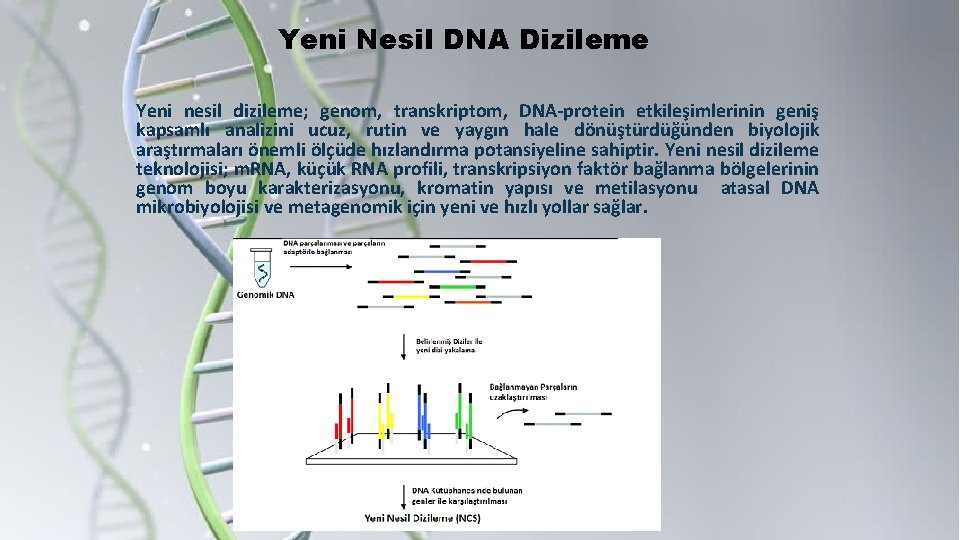 Yeni Nesil DNA Dizileme Yeni nesil dizileme; genom, transkriptom, DNA-protein etkileşimlerinin geniş kapsamlı analizini