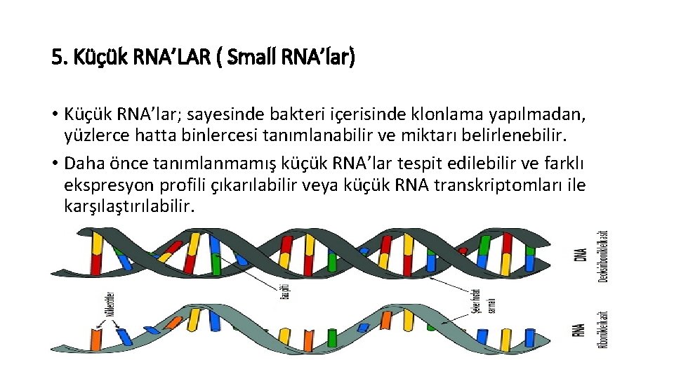 5. Küçük RNA’LAR ( Small RNA’lar) • Küçük RNA’lar; sayesinde bakteri içerisinde klonlama yapılmadan,