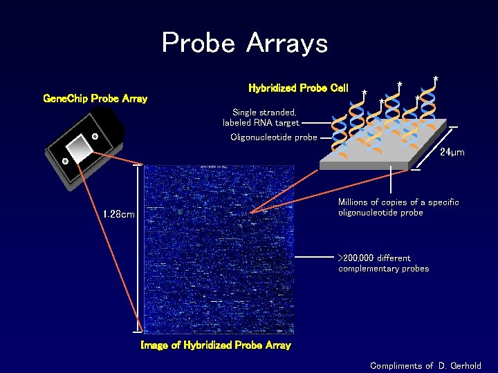 Probe Arrays Gene. Chip Probe Array Hybridized Probe Cell Single stranded, labeled RNA target Probe Arrays Gene. Chip Probe Array Hybridized Probe Cell Single stranded, labeled RNA target