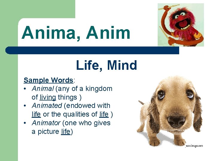 Anima, Anim Life, Mind Sample Words: • Animal (any of a kingdom of living