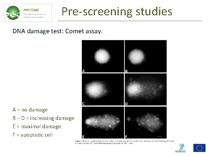 Pre-screening studies DNA damage test: Comet assay. A = no damage B – D Pre-screening studies DNA damage test: Comet assay. A = no damage B – D