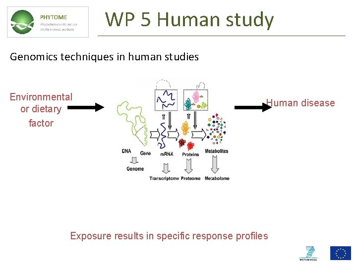 WP 5 Human study Genomics techniques in human studies Environmental or dietary factor Human