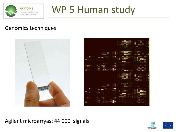 WP 5 Human study Genomics techniques Agilent microarryas: 44. 000 signals 