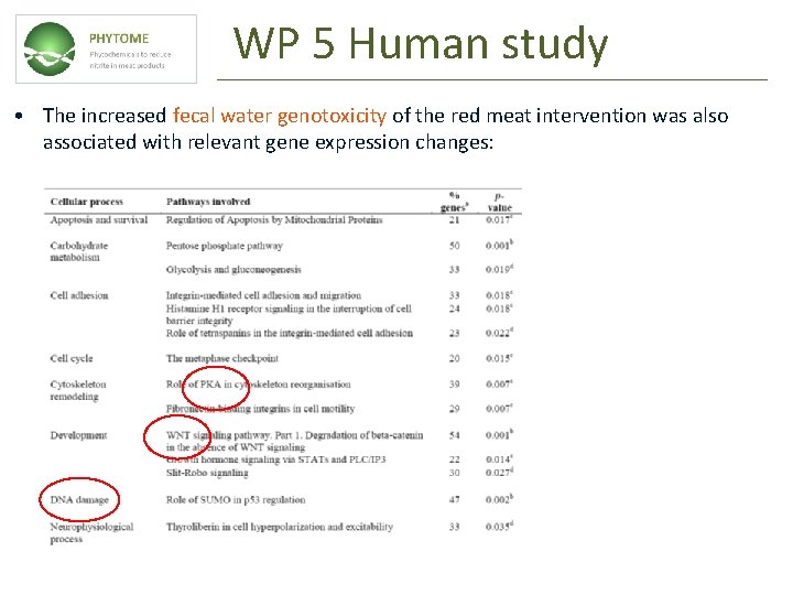 WP 5 Human study • The increased fecal water genotoxicity of the red meat