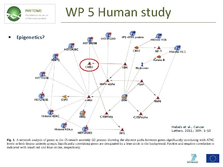 WP 5 Human study • Epigenetics? Hebels et al. , Cancer Letters, 2011; 309: