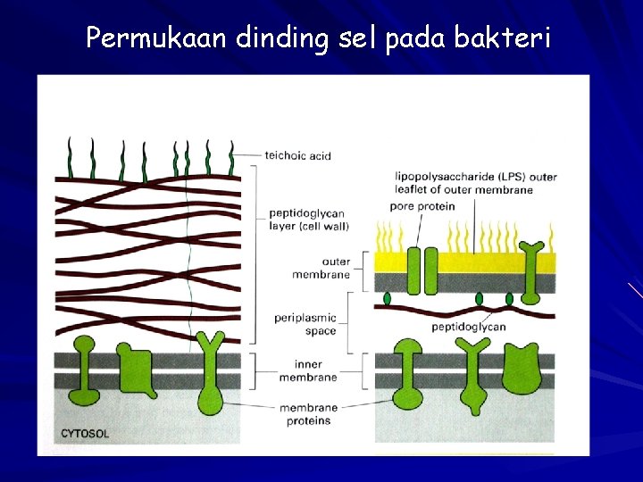 Permukaan dinding sel pada bakteri 