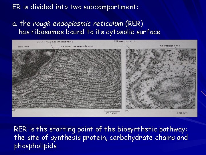ER is divided into two subcompartment: a. the rough endoplasmic reticulum (RER) has ribosomes