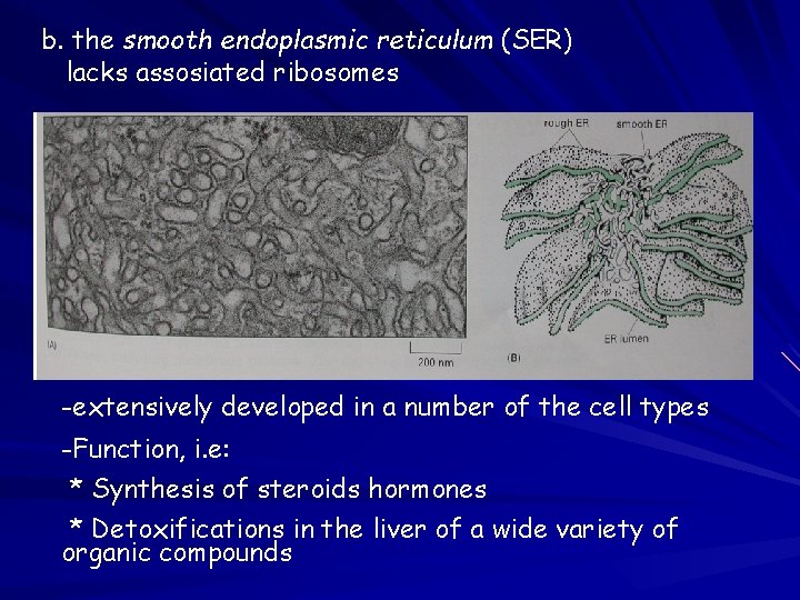 b. the smooth endoplasmic reticulum (SER) lacks assosiated ribosomes -extensively developed in a number