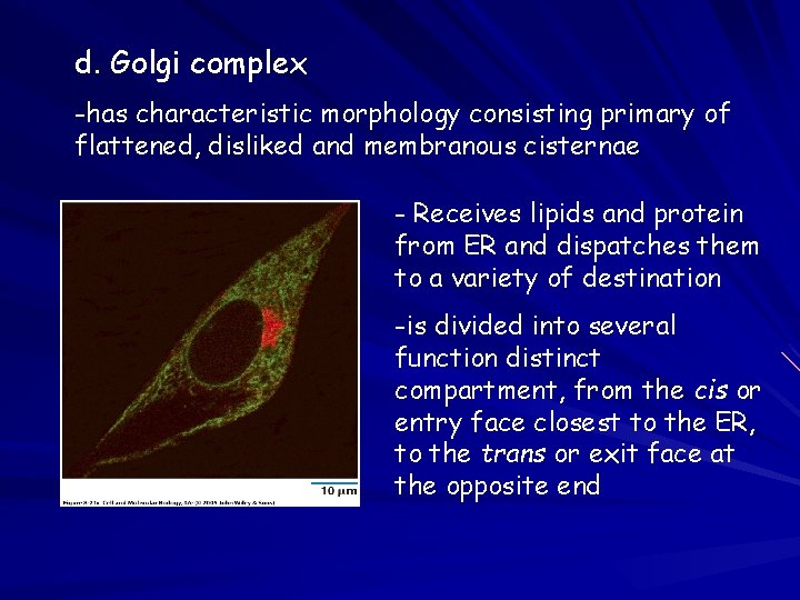 d. Golgi complex -has characteristic morphology consisting primary of flattened, disliked and membranous cisternae