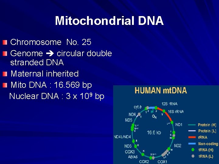 Mitochondrial DNA Chromosome No. 25 Genome circular double stranded DNA Maternal inherited Mito DNA