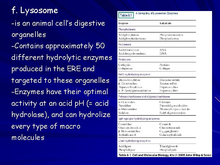 f. Lysosome -is an animal cell’s digestive organelles -Contains approximately 50 different hydrolytic enzymes