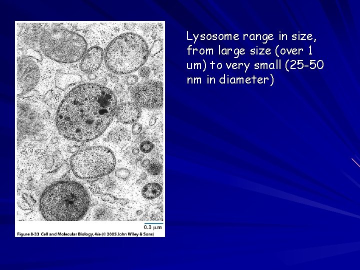 Lysosome range in size, from large size (over 1 um) to very small (25