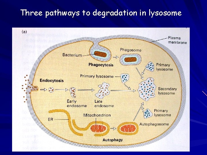 Three pathways to degradation in lysosome 