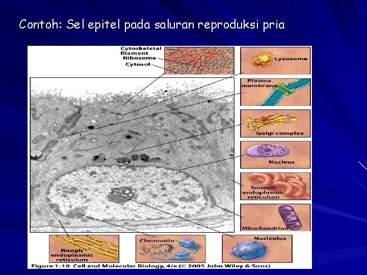 Contoh: Sel epitel pada saluran reproduksi pria 