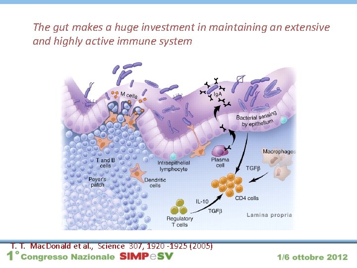 The gut makes a huge investment in maintaining an extensive and highly active immune