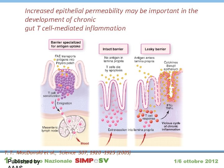 Increased epithelial permeability may be important in the development of chronic gut T cell-mediated