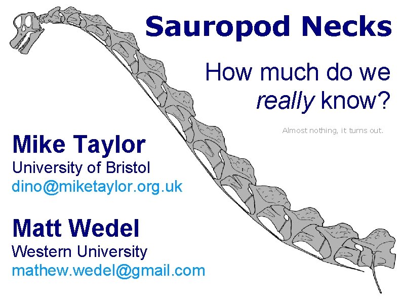 Sauropod Necks How much do we really know? Mike Taylor University of Bristol dino@miketaylor. Sauropod Necks How much do we really know? Mike Taylor University of Bristol dino@miketaylor.