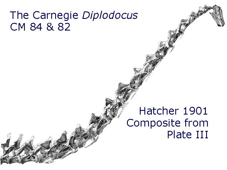 The Carnegie Diplodocus CM 84 & 82 Hatcher 1901 Composite from Plate III The Carnegie Diplodocus CM 84 & 82 Hatcher 1901 Composite from Plate III