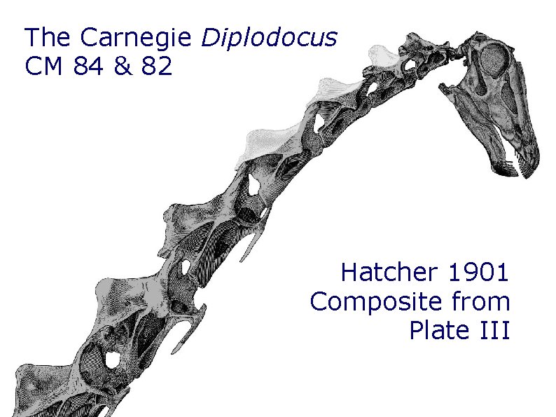 The Carnegie Diplodocus CM 84 & 82 Hatcher 1901 Composite from Plate III The Carnegie Diplodocus CM 84 & 82 Hatcher 1901 Composite from Plate III