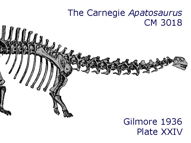 The Carnegie Apatosaurus CM 3018 Gilmore 1936 Plate XXIV The Carnegie Apatosaurus CM 3018 Gilmore 1936 Plate XXIV