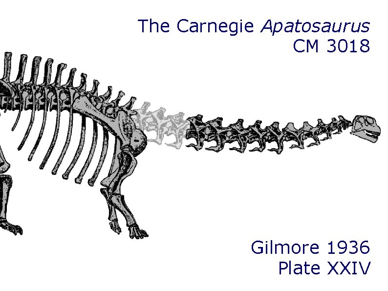 The Carnegie Apatosaurus CM 3018 Gilmore 1936 Plate XXIV The Carnegie Apatosaurus CM 3018 Gilmore 1936 Plate XXIV
