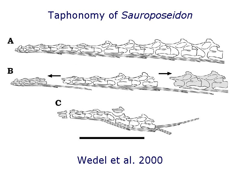 Taphonomy of Sauroposeidon Wedel et al. 2000 Taphonomy of Sauroposeidon Wedel et al. 2000