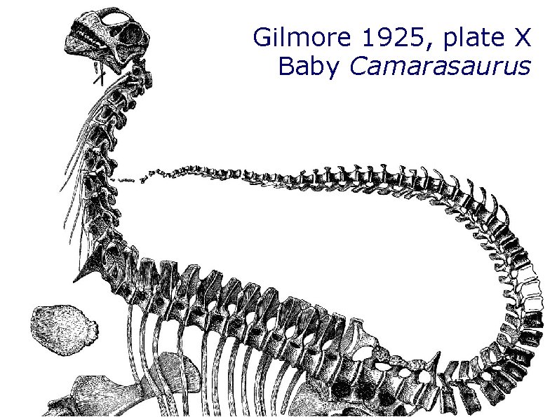 Gilmore 1925, plate X Baby Camarasaurus Gilmore 1925, plate X Baby Camarasaurus