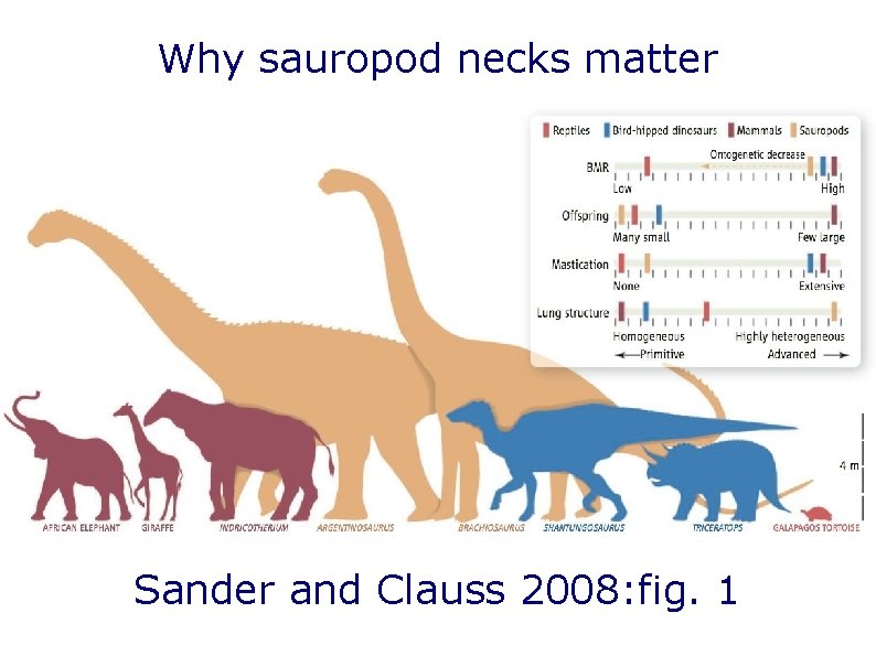 Why sauropod necks matter Sander and Clauss 2008: fig. 1 Why sauropod necks matter Sander and Clauss 2008: fig. 1