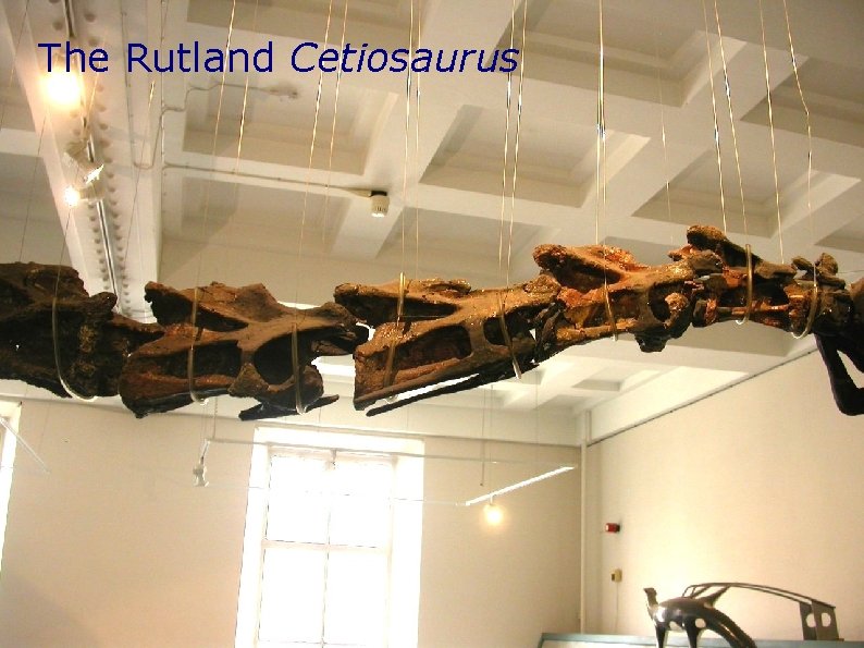 The Rutland Cetiosaurus The Rutland Cetiosaurus