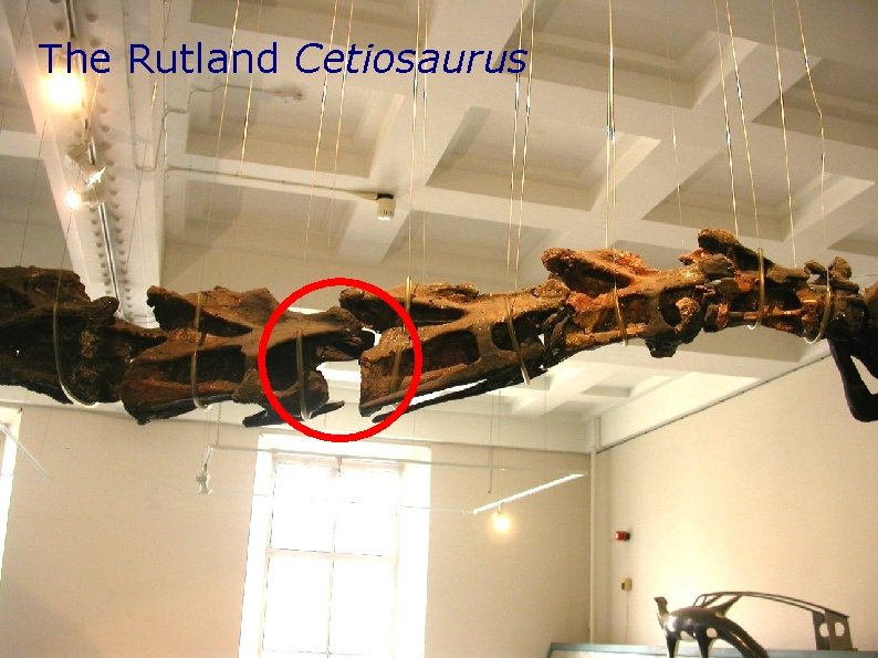 The Rutland Cetiosaurus The Rutland Cetiosaurus