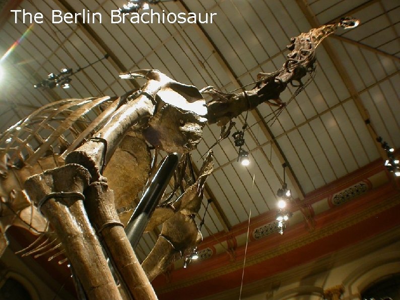 The Berlin Brachiosaur The Berlin Brachiosaur