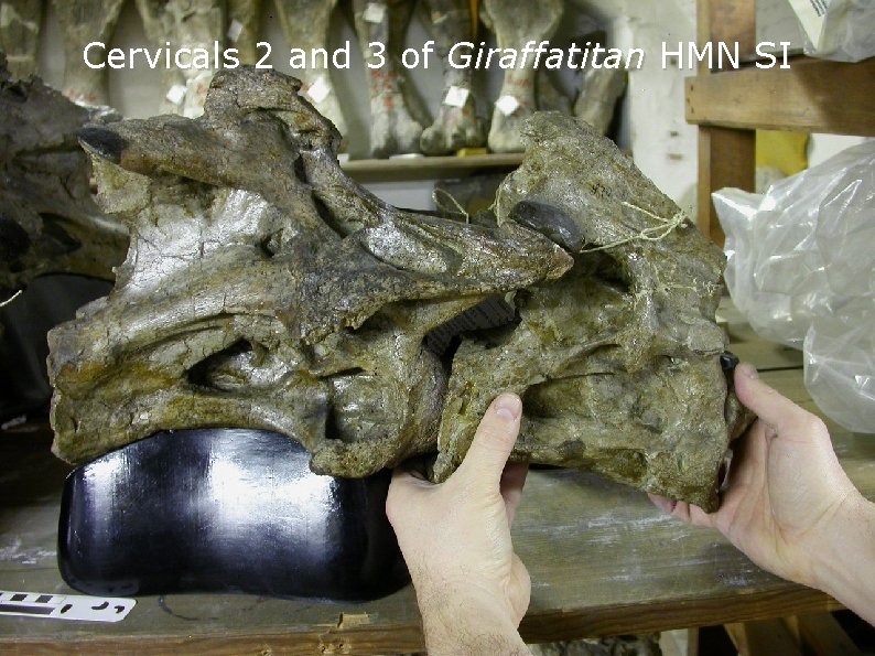 Cervicals 2 and 3 of Giraffatitan HMN SI Cervicals 2 and 3 of Giraffatitan HMN SI