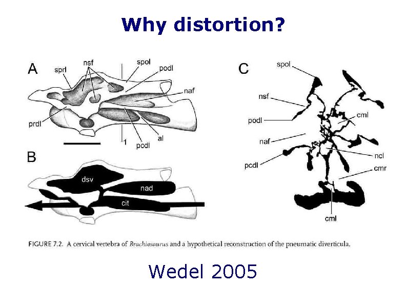 Why distortion? Wedel 2005 Why distortion? Wedel 2005