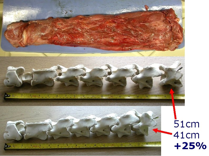 51 cm 41 cm +25% 51 cm 41 cm +25%
