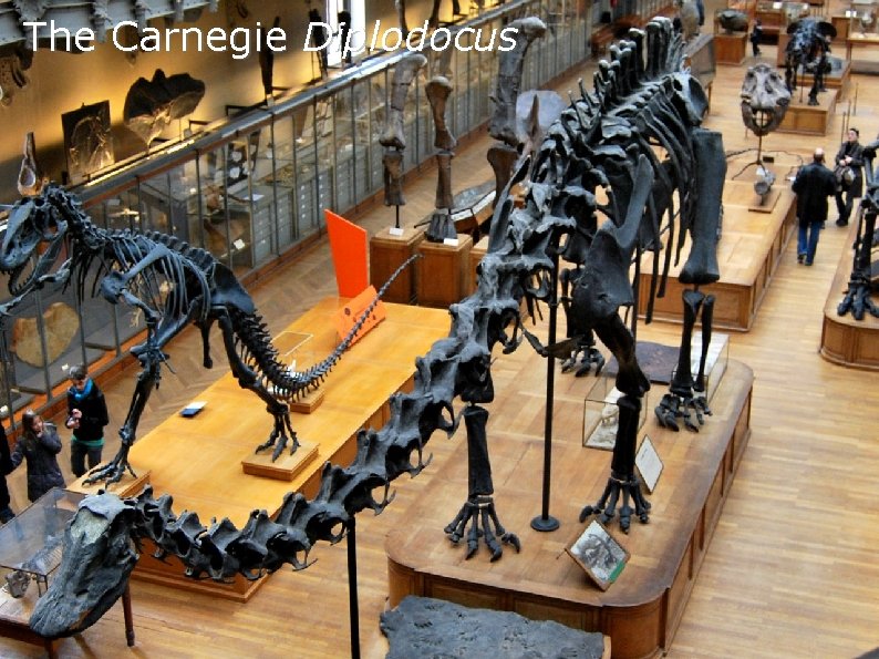The Carnegie Diplodocus The Carnegie Diplodocus