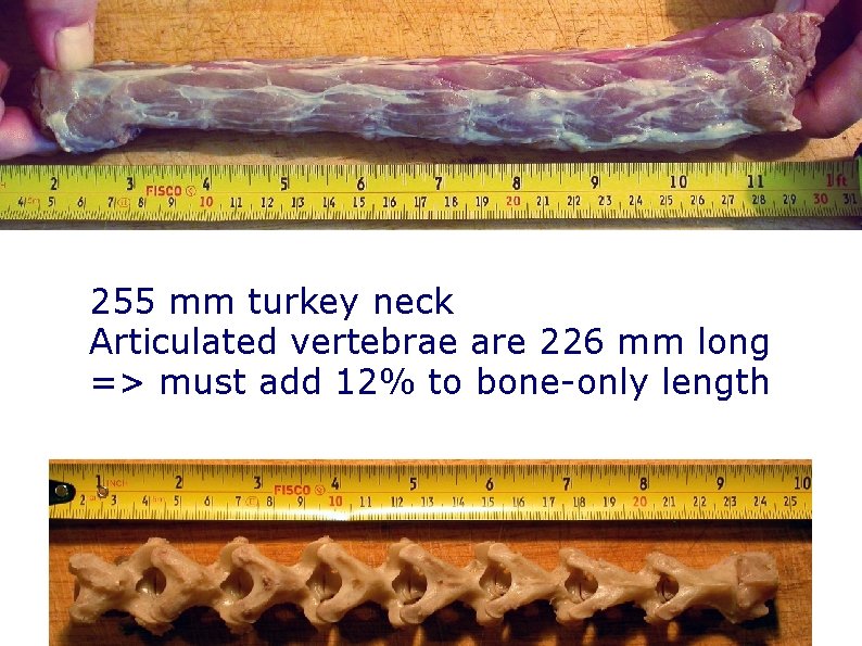 255 mm turkey neck Articulated vertebrae are 226 mm long => must add 12% 255 mm turkey neck Articulated vertebrae are 226 mm long => must add 12%