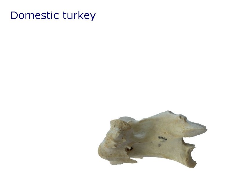 Domestic turkey Domestic turkey