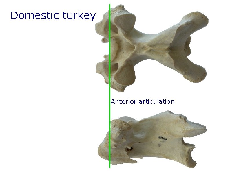 Domestic turkey Anterior articulation Domestic turkey Anterior articulation