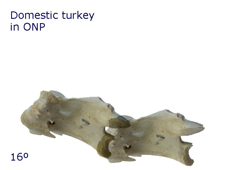 Domestic turkey in ONP 16º Domestic turkey in ONP 16º