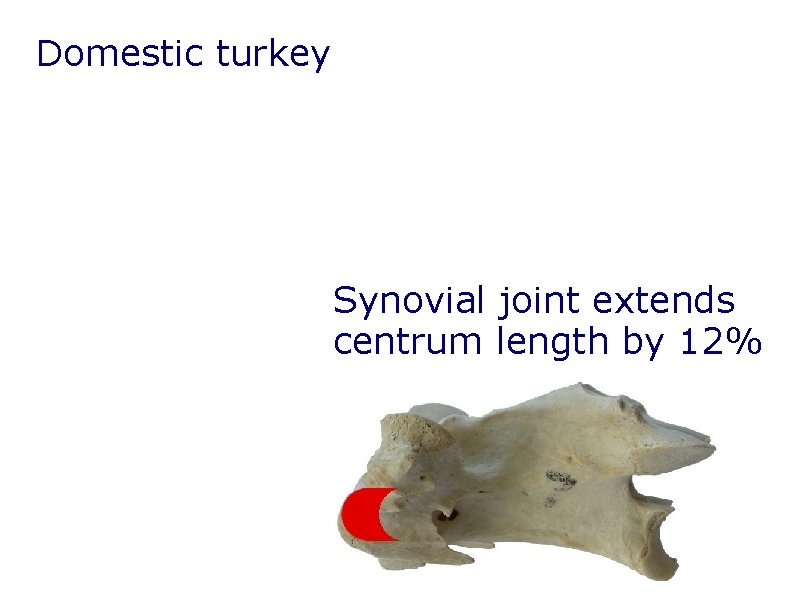 Domestic turkey Synovial joint extends centrum length by 12% Domestic turkey Synovial joint extends centrum length by 12%