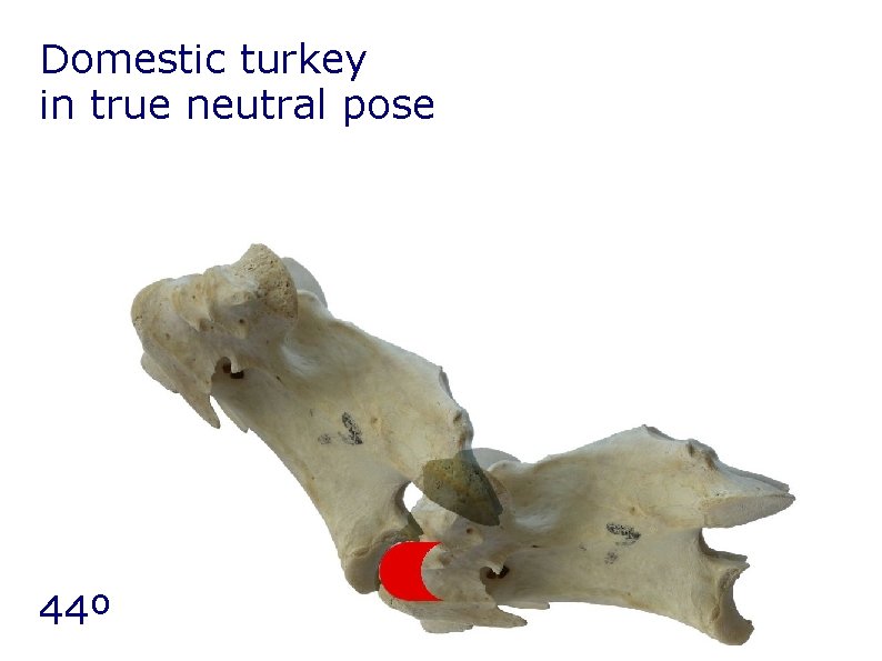 Domestic turkey in true neutral pose 44º Domestic turkey in true neutral pose 44º