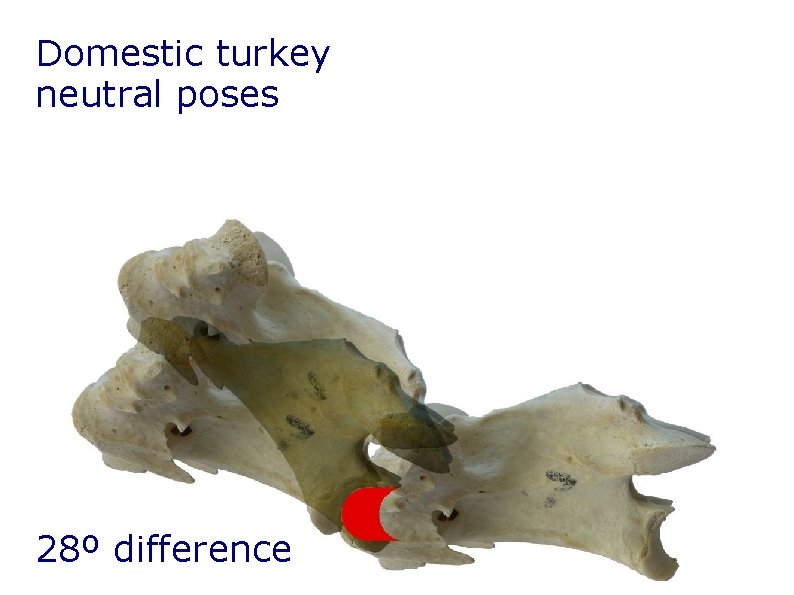 Domestic turkey neutral poses 28º difference Domestic turkey neutral poses 28º difference