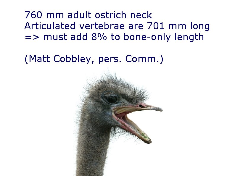 760 mm adult ostrich neck Articulated vertebrae are 701 mm long => must add 760 mm adult ostrich neck Articulated vertebrae are 701 mm long => must add