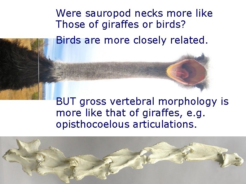 Were sauropod necks more like Those of giraffes or birds? Birds are more closely Were sauropod necks more like Those of giraffes or birds? Birds are more closely
