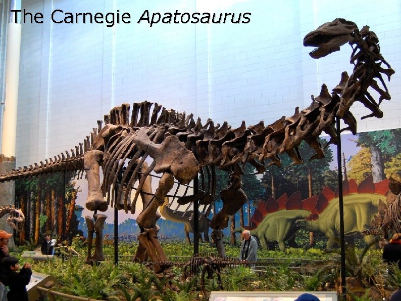The Carnegie Apatosaurus The Carnegie Apatosaurus