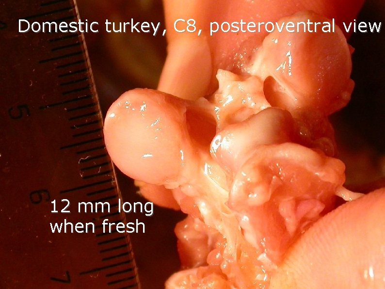 Domestic turkey, C 8, posteroventral view 12 mm long when fresh Domestic turkey, C 8, posteroventral view 12 mm long when fresh
