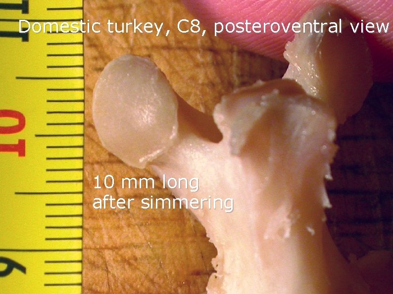 Domestic turkey, C 8, posteroventral view 10 mm long after simmering Domestic turkey, C 8, posteroventral view 10 mm long after simmering